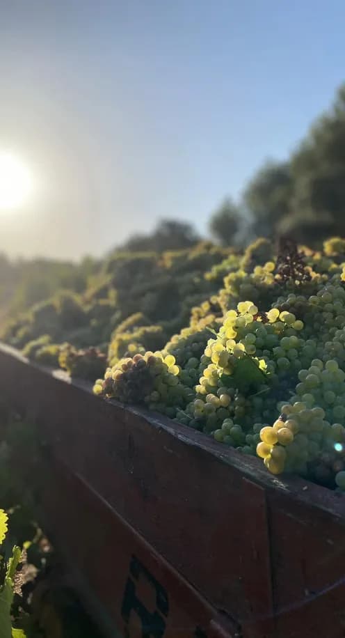 Site internet réalisé par Comtrast - Domaine Blanville, vignoble familial d'exception